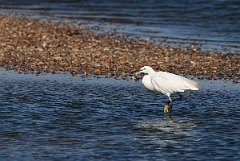 David Plant Photography - Wildlife Photographer - Little egret - I